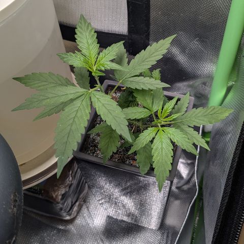 #31.5 White Widow growlog timeline photo