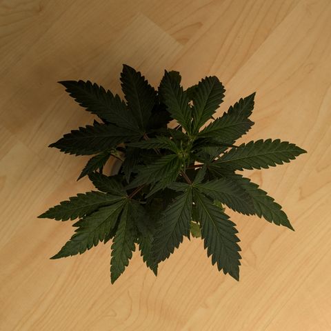 #31.9 Kiffkopp growlog timeline photo