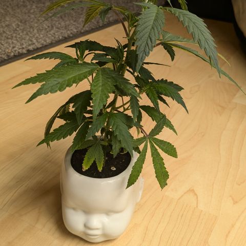 #31.9 Kiffkopp growlog timeline photo