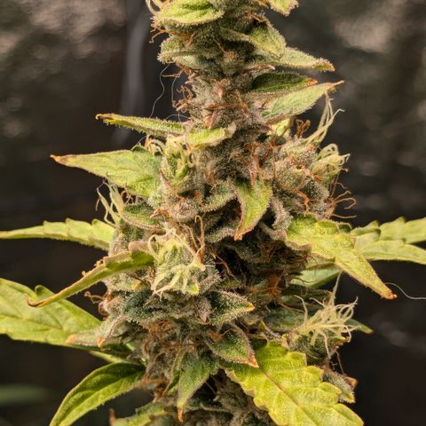 #30 Afghani #1 growlog timeline photo