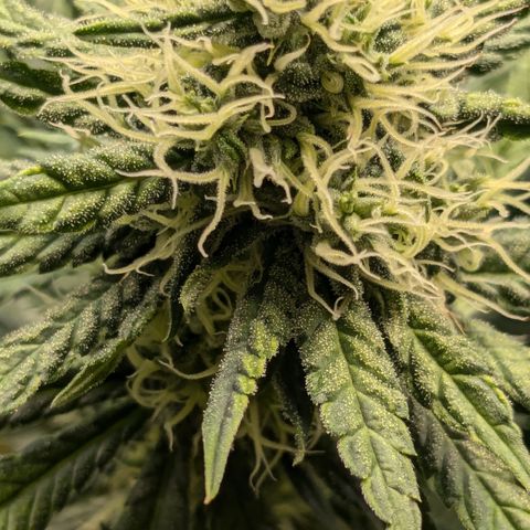 #31 White Widow growlog timeline photo