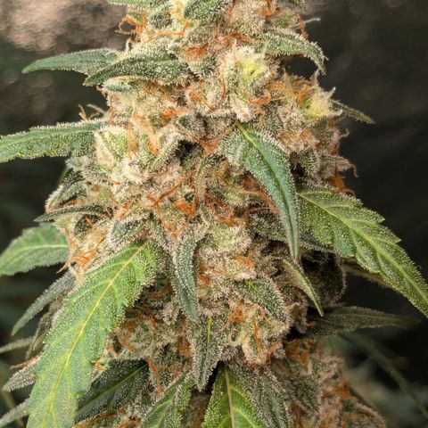 #33 Purple Skunk growlog timeline photo