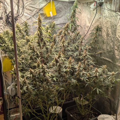 #33 Purple Skunk growlog timeline photo