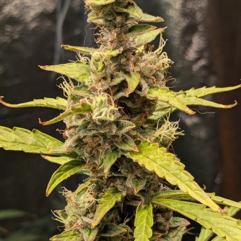 #30 Afghani #1 growlog timeline photo