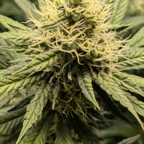 #31 White Widow growlog timeline photo