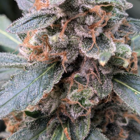 #32 Purple Skunk growlog timeline photo