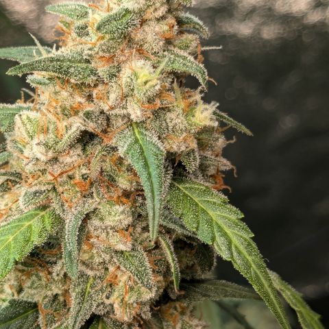 #33 Purple Skunk growlog timeline photo