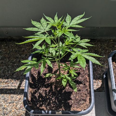 #45 Pure Power Plant Auto growlog timeline photo