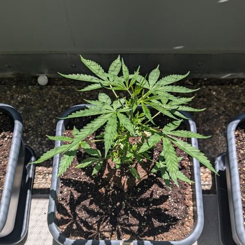 #46 Blueberry Zkittlez Auto growlog timeline photo