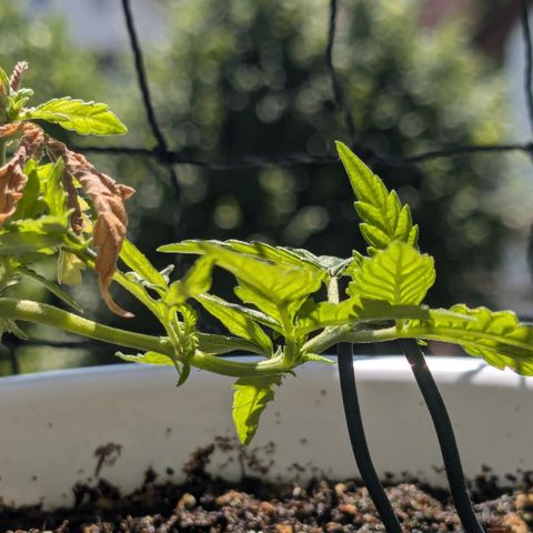 #31.10 Katzengras growlog timeline photo