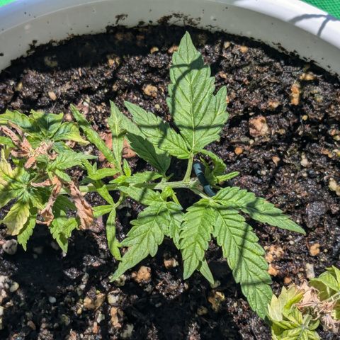 #31.10 Katzengras growlog timeline photo