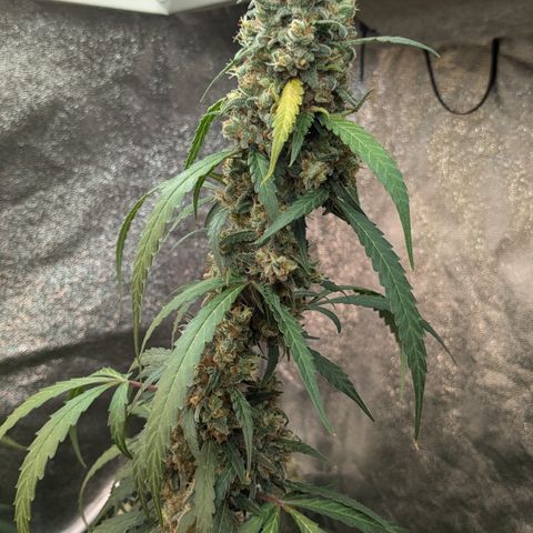 #33 Purple Skunk growlog photo: Budrod am Main Cola festgestellt. 