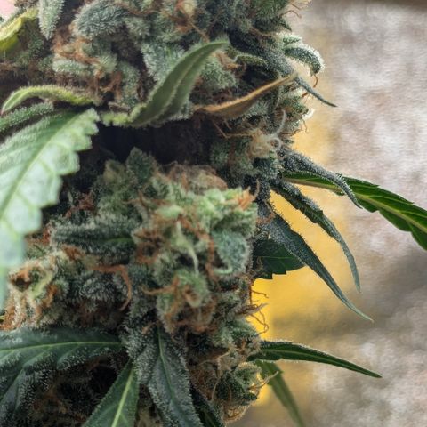 #33 Purple Skunk growlog photo: Budrod am Main Cola festgestellt. 