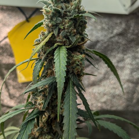 #33 Purple Skunk growlog photo: Budrod am Main Cola festgestellt. 