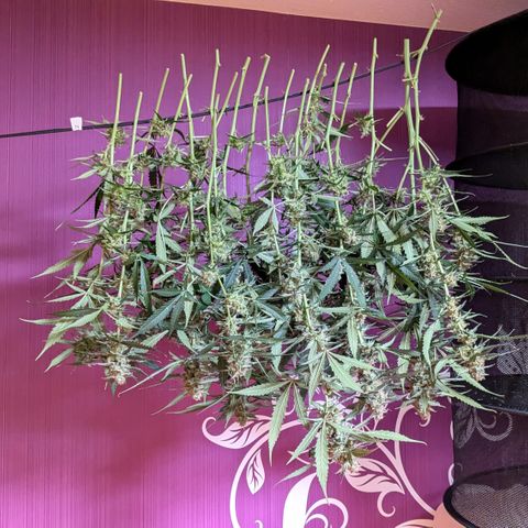 #32 Purple Skunk growlog timeline photo