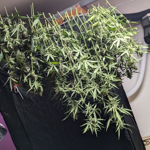 #33 Purple Skunk growlog timeline photo
