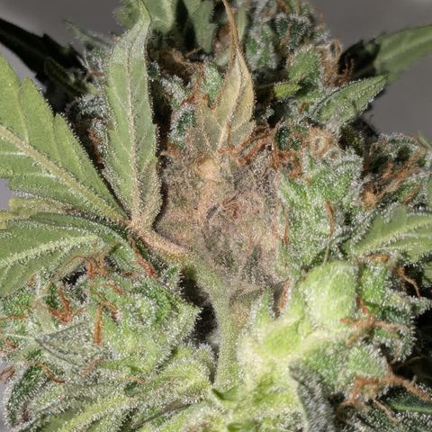 #33 Purple Skunk growlog timeline photo