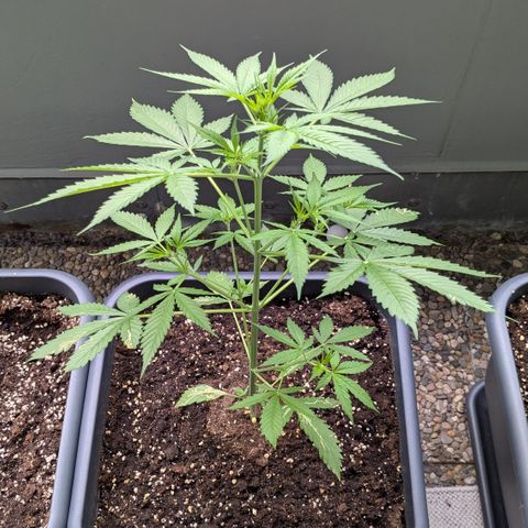 #45 Pure Power Plant Auto growlog timeline photo
