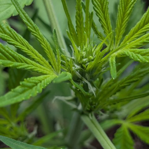 #45 Pure Power Plant Auto growlog timeline photo