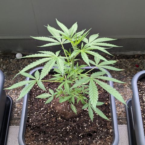 #46 Blueberry Zkittlez Auto growlog timeline photo