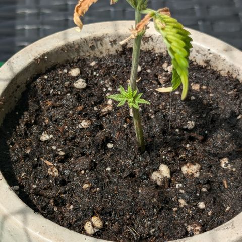 #31.4 White Widow growlog timeline photo