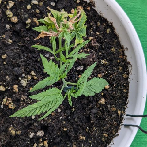 #31.10 Katzengras growlog timeline photo