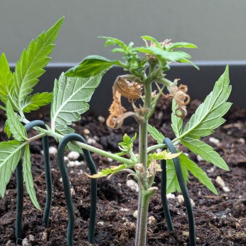 #31.8 White Widow growlog timeline photo