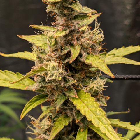 #30 Afghani #1 growlog timeline photo