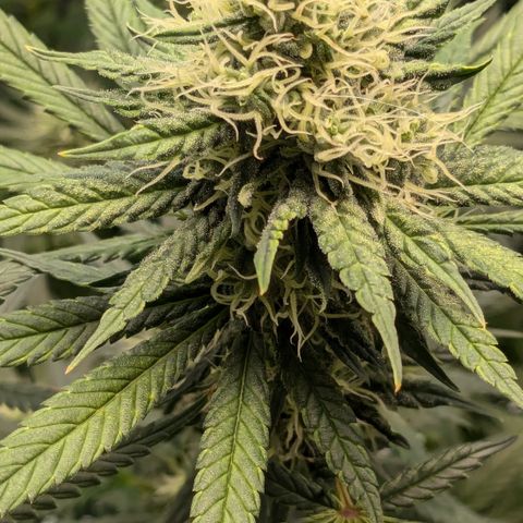 #31 White Widow growlog timeline photo