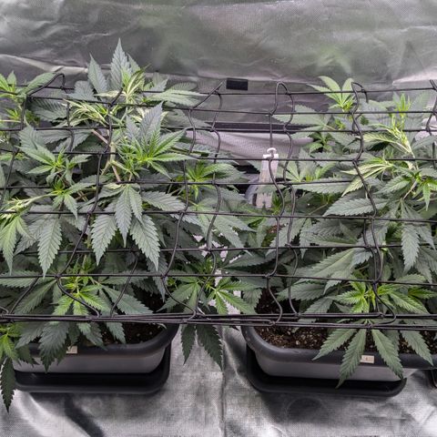 #31.1 White Widow growlog timeline photo