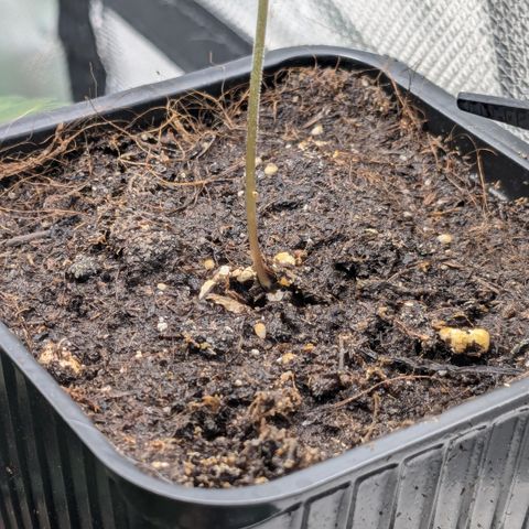 #47 Sticky Orange growlog timeline photo