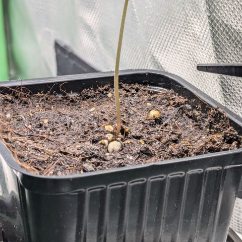 #47 Sticky Orange growlog timeline photo