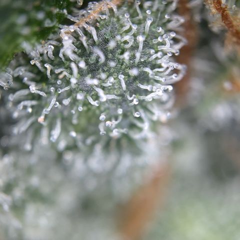 #33 Purple Skunk growlog timeline photo