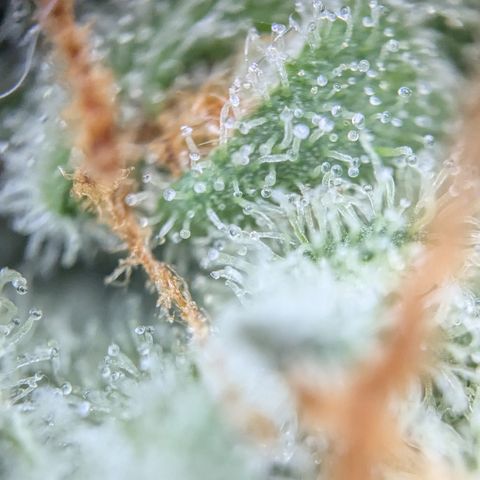 #33 Purple Skunk growlog timeline photo