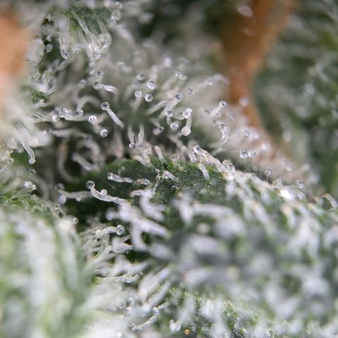 #33 Purple Skunk growlog timeline photo