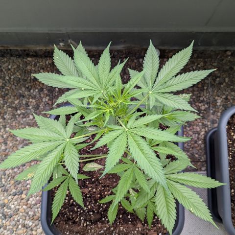 #45 Pure Power Plant Auto growlog timeline photo