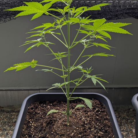 #45 Pure Power Plant Auto growlog timeline photo