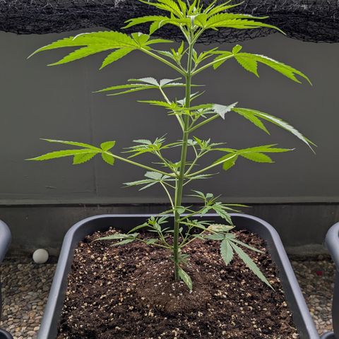 #46 Blueberry Zkittlez Auto growlog timeline photo