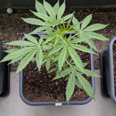 #46 Blueberry Zkittlez Auto growlog timeline photo