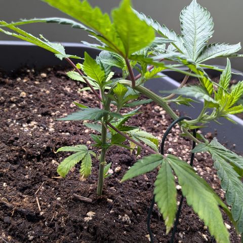 #31.3 White Widow growlog timeline photo