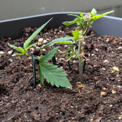 #31.8 White Widow growlog timeline photo
