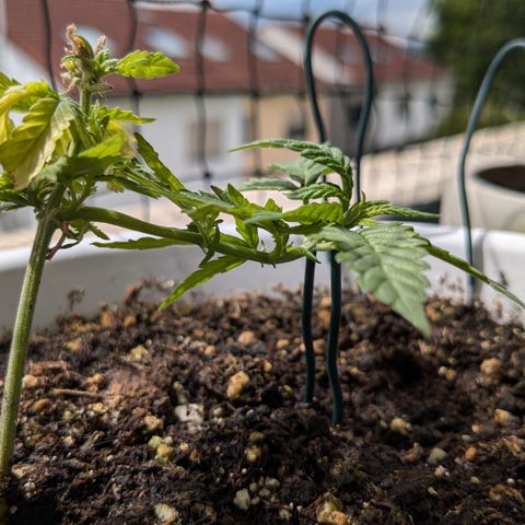 #31.10 Katzengras growlog timeline photo