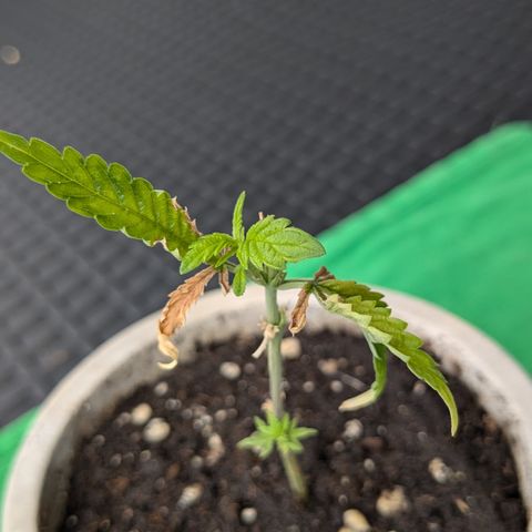 #31.4 White Widow growlog timeline photo