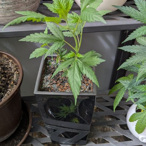 #31.5 White Widow growlog timeline photo