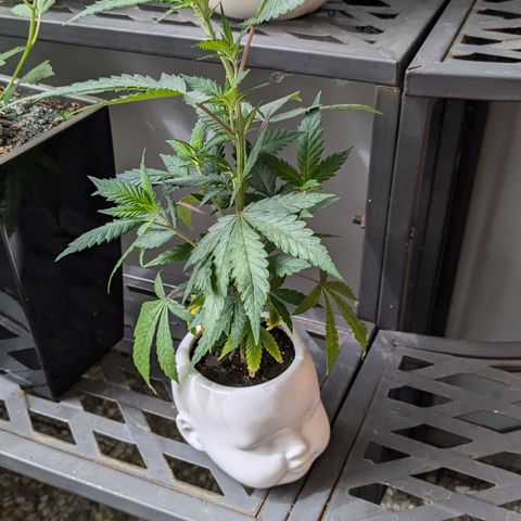 #31.9 Kiffkopp growlog timeline photo