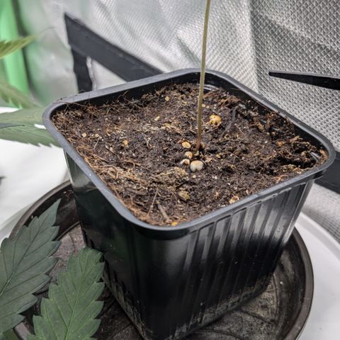 #47 Sticky Orange growlog timeline photo