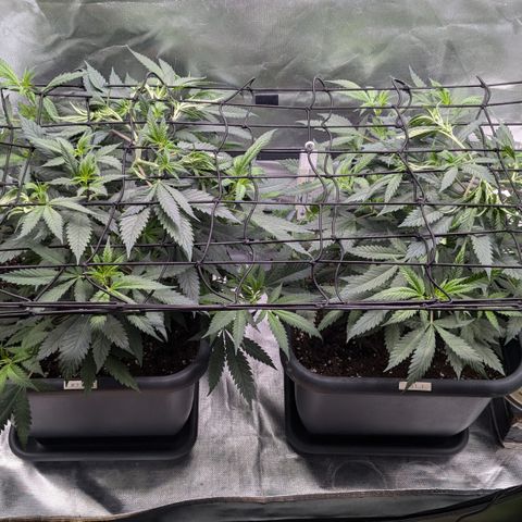 #31.1 White Widow growlog timeline photo