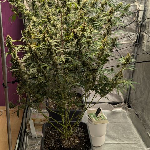 #30 Afghani #1 growlog timeline photo