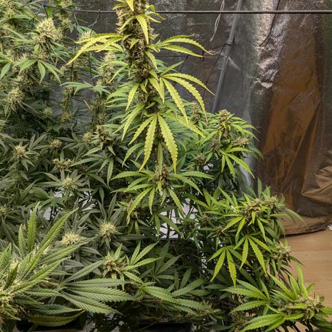 #30 Afghani #1 growlog timeline photo