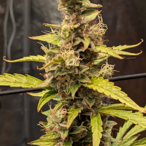 #30 Afghani #1 growlog timeline photo